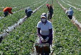 Primer Programa de Trabajadores Temporales (1917-1922)