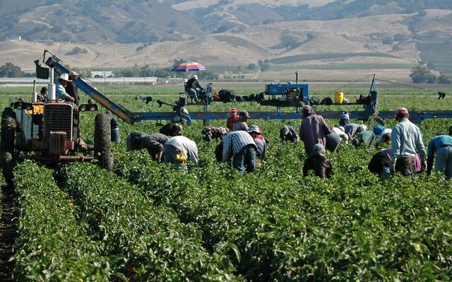 Vigencia del primer programa de trabajadores temporales