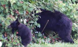 Brian ate some of the BEAR'S food