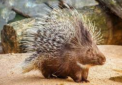 Brian gets a hug from a porcupine...