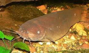 Peces Elèctricos en el Antiguo Egipto