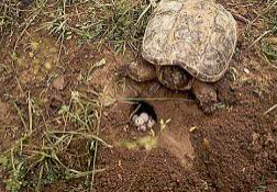 Brian finds eggs to eat, but it's TURTLE EGGS