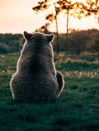 Raspberries with a side of BEAR!