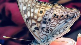 Timeline: Stephanie Conkey's Timeline Project