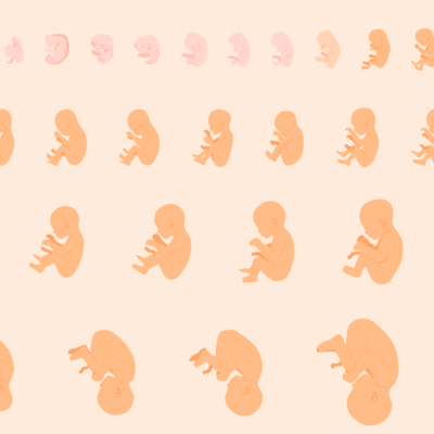 Timeline:  periodo embrionario y fetal