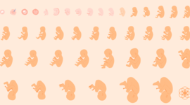 Timeline:  periodo embrionario y fetal