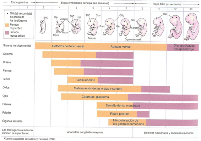 1. Momento de exposición al teratógeno (edad del feto) 2