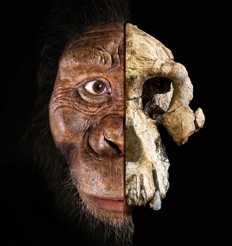 Scoperta degli australopitechi