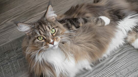 Timeline: La meva vida