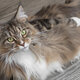 Maine coon