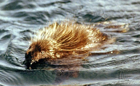 Porcupines need Friends...