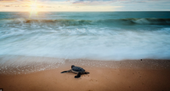 Luckily Brian has a SHELL-TER