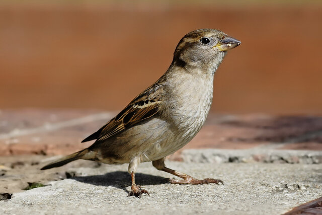 hunting birds