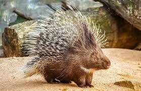 The Porcupine