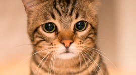 Timeline: historia de mi vida