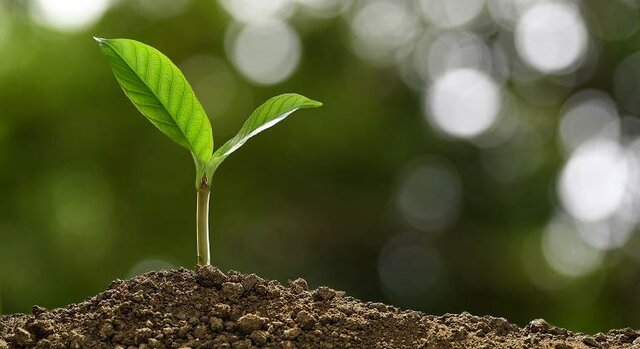 Crece la semilla a una planta