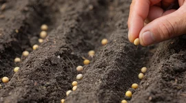 Timeline: Crecimiento de unas naranjas