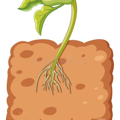 Timeline: Crecimiento de un frijol