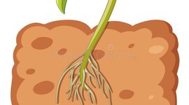 Timeline: Crecimiento de un frijol