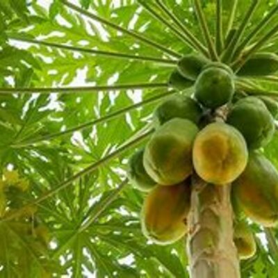 Timeline: crecimiento de un fruto