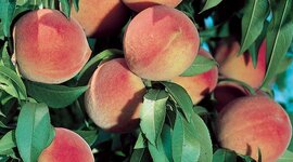 Timeline: Crecimiento de un durazno