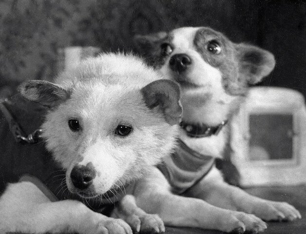 Belka and Strelka