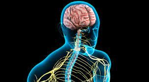 Surgimiento sistema nervioso