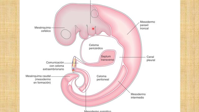 Acontecimientos importantes - Morfogénesis