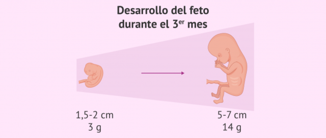 Etapa fetal - Tercer mes