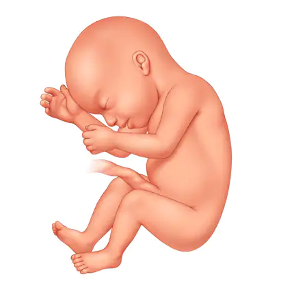 Etapa fetal - Segundo trimestre