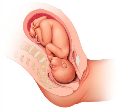 Etapa fetal - Tercer trimestre