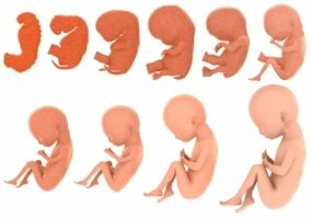 Acontecimientos importantes - Etapa fetal