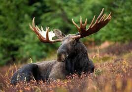 The Moose