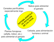 Introducción del sistema Norflok en los cultivos