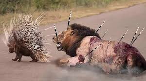 Porcupine Attack