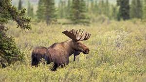 The Moose