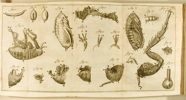 Los animáculos de Van Leeuwenhoek