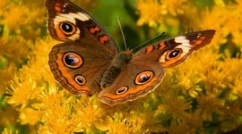 Timeline: History timeline