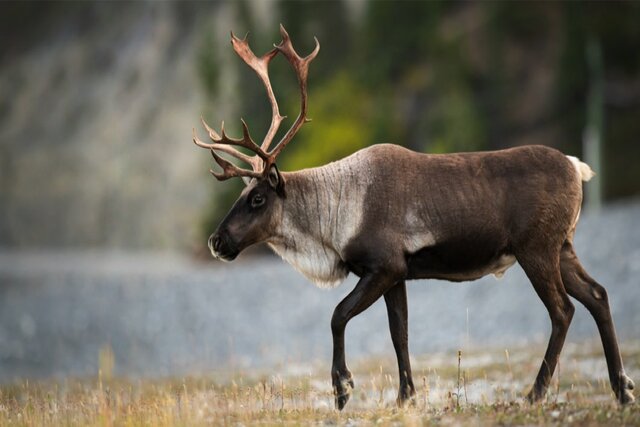 Typical animal