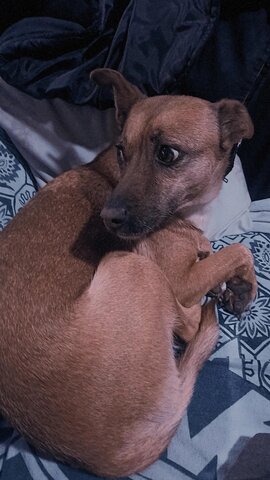 Arribada de la meva gosa