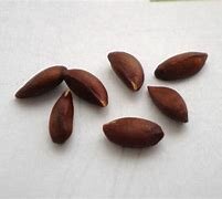 nacimiento de una semilla