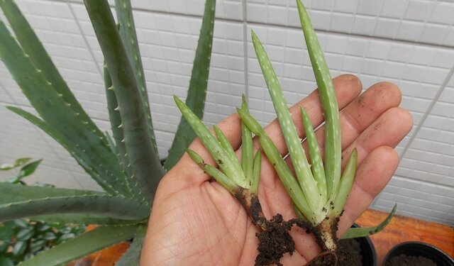 Germinacion de la aloe vera
