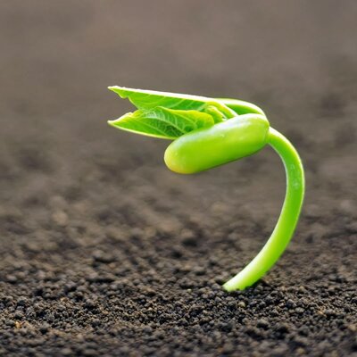 Timeline: Germinacion