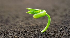 Timeline: Germinacion