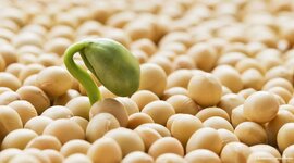 Timeline: crecimiento de una semilla