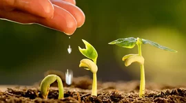 Timeline: crecimiento de una planta