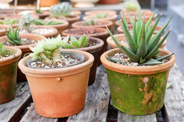 Crecimiento de la planta aloe vera