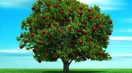 Timeline: Crecimiento de un fruto