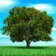 Arbol con fruto