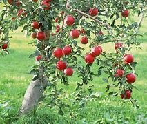 el arbol termino de crecer